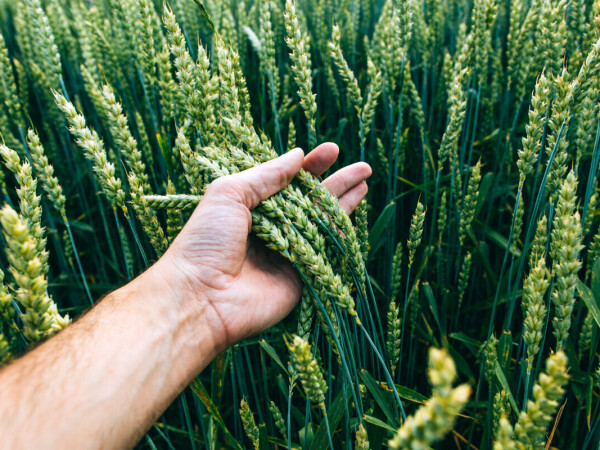 Program osposobljavanja za proizvođača ratarskih kultura