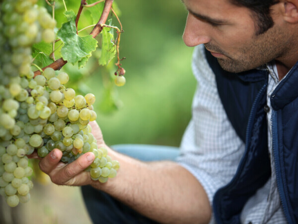 Program osposobljavanja za uzgajivača voća