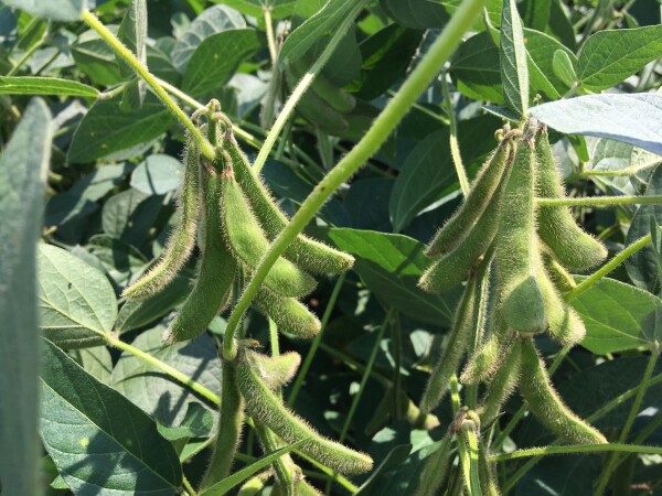 Proteix - Sorte soje u našoj ponudi