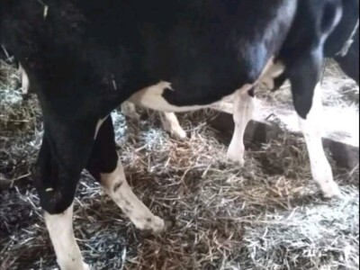 Prvoklasna junad 5000 kn/kom