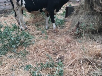 Prvoklasna junad 5000 kn/kom