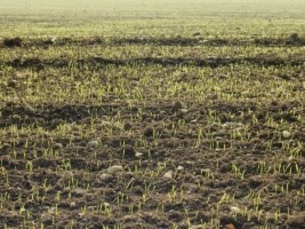 Gnojivo Ceral Cu L4F