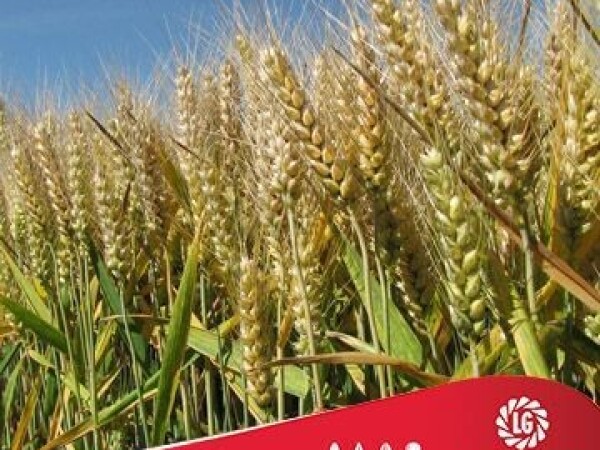 Pšenica - LG ARMSTRONG