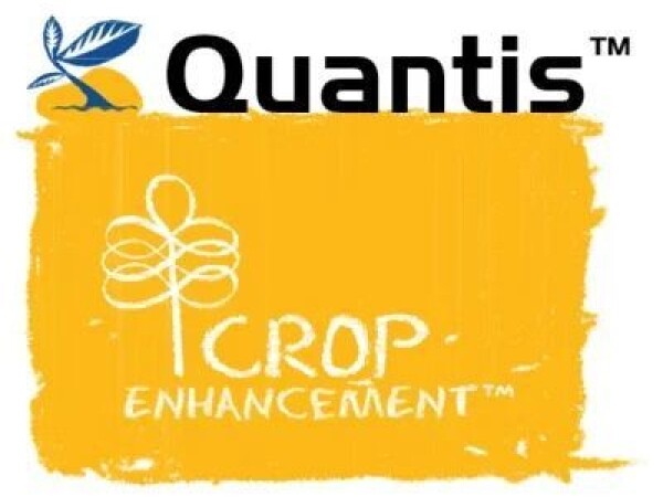 Quantis