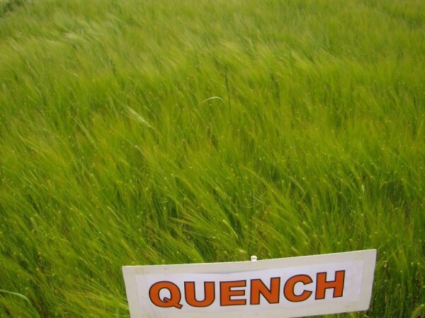 Quench - Sorta pivarskog ječma