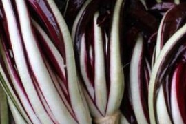 Radič ROSSA DI TREVISO BOTTENIGA