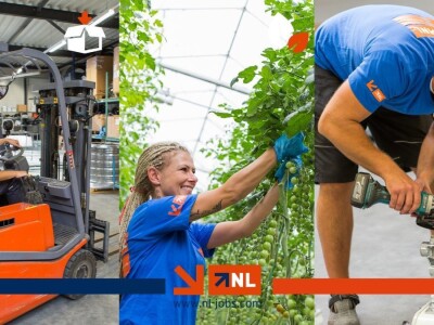 Radnik/radnica na branju i pakiranju rajčica