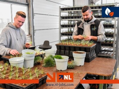 Radnik/radnica na branju i pakiranju rajčica