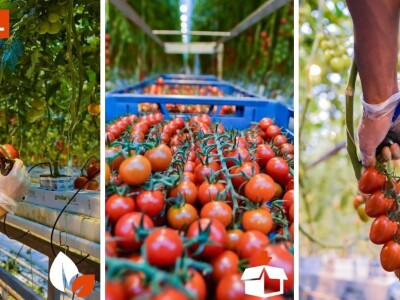 Radnik/radnica na branju i pakiranju rajčica