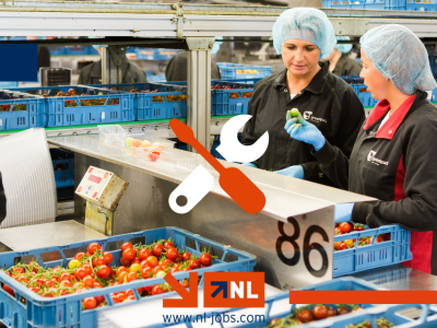 Radnik/radnica na branju i pakiranju rajčica