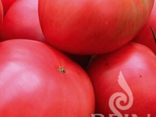 Rajčica Berner Rose