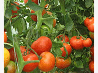 Rajčica CRISTAL F1 a 5 grama