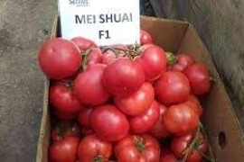 Rajčica MEI SHUAI F1 100 sj. pink rajčica