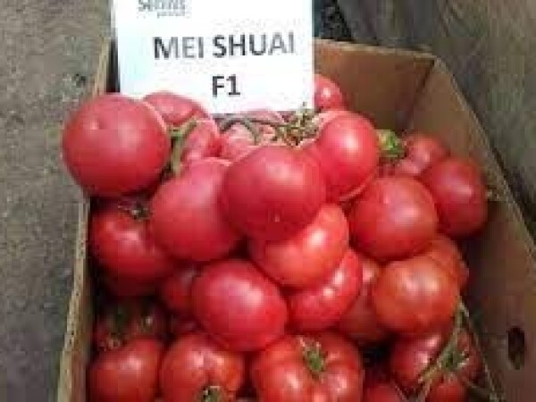 Rajčica MEI SHUAI F1 100 sj. pink rajčica