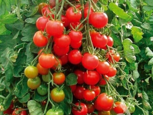 Rajčica zuckertraube  (cherry rajčica)