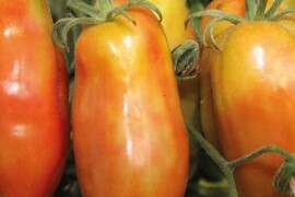 Rajčica ANDINE CORNUE