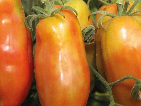 Rajčica ANDINE CORNUE