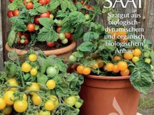 Rajčica BALKONSKI TRIO