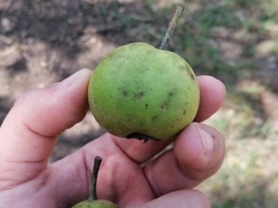 Rakija - Crna Kruška