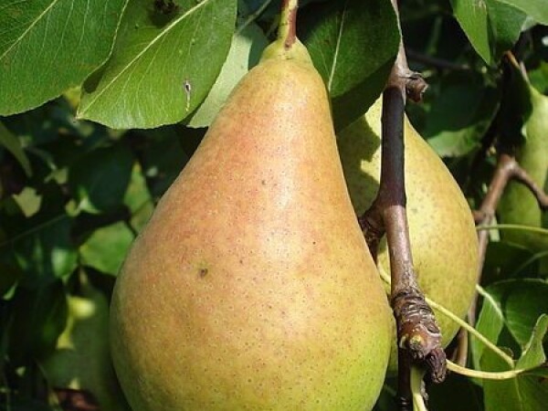 Rakija kruska, sljiva, loza