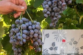 Rakija Loza od Muscat Hamburga