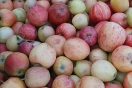 Rakija od Jabuke  0621556450 280 din