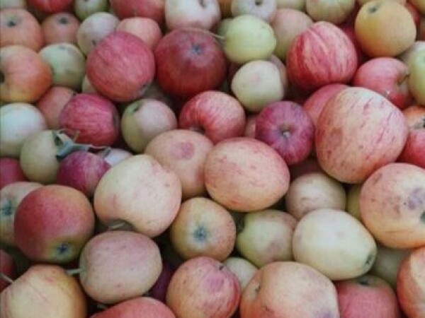 Rakija od Jabuke  0621556450 280 din