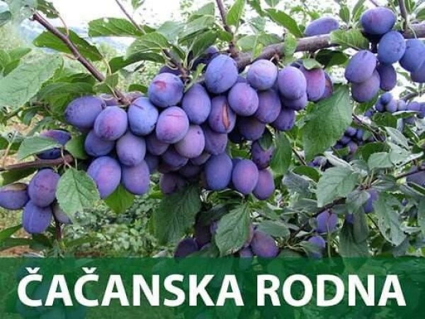 Rakija sljiva - meka