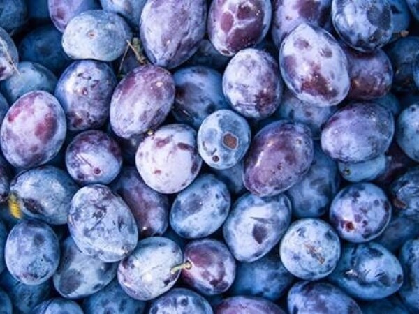 rakija sljivovica prepečenica