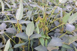 Ranka - RWA sorta soje