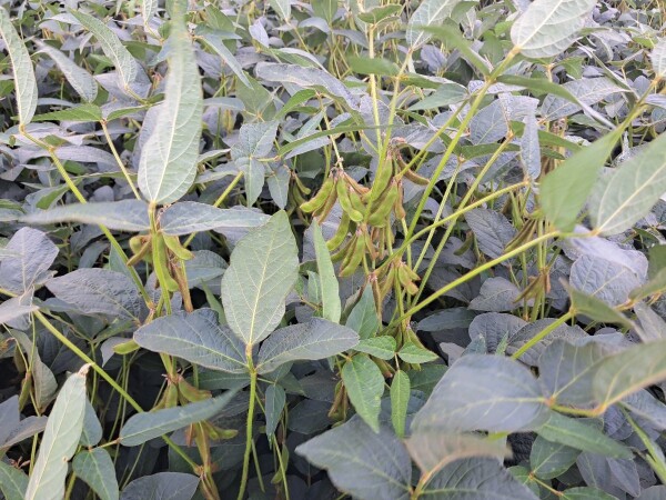 Ranka - RWA sorta soje