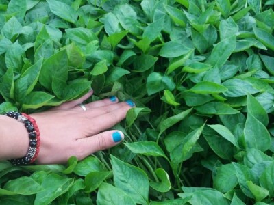 Rasad paprike i paradajza