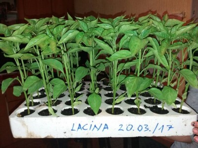 Rasad paprike i paradajza