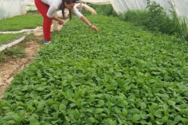 Rasad paprike i paradajza