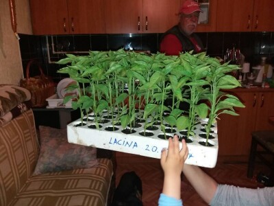 Rasad paprike i paradajza