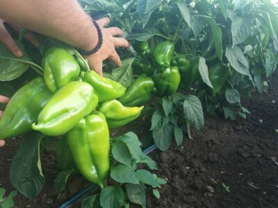 Rasad paprike i paradajza