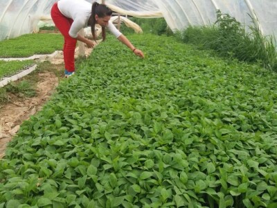 Rasad paprike i paradajza