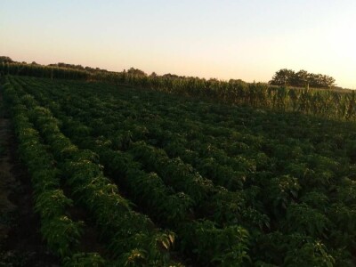 Rasad paprike i paradajza