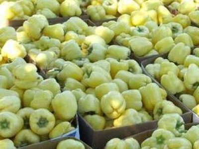 Rasad paprike i paradajza