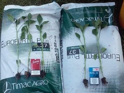 Rasad paprike i paradajza