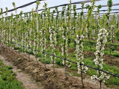 Rasadnik IPTCH-VILAMET