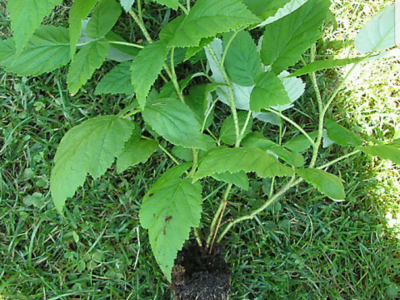 Rasadnik IPTCH-VILAMET