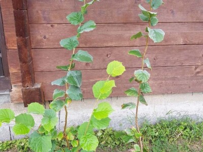 Rasadnik IPTCH-VILAMET