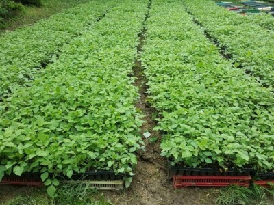 Rasadnik IPTCH-VILAMET