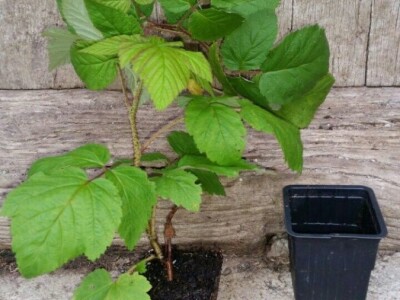 Rasadnik IPTCH-VILAMET