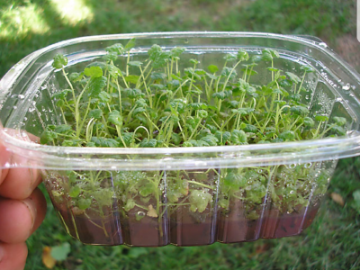 Rasadnik IPTCH-VILAMET