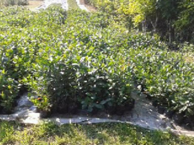 Rasadnik IPTCH-VILAMET