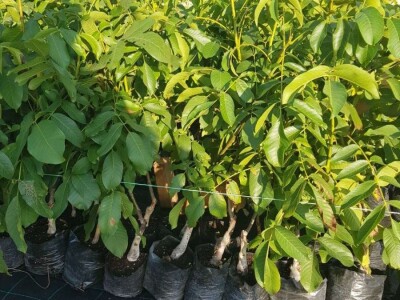 Rasadnik IPTCH-VILAMET