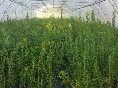 Rasadnik IPTCH-VILAMET