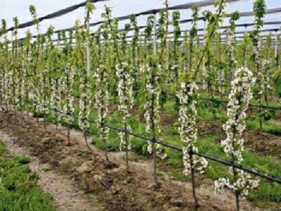 Rasadnik IPTCH-VILAMET